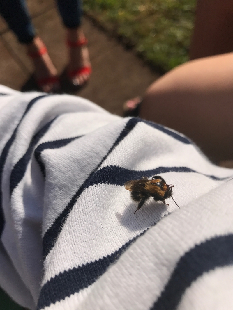 170609 Sleuth Bee