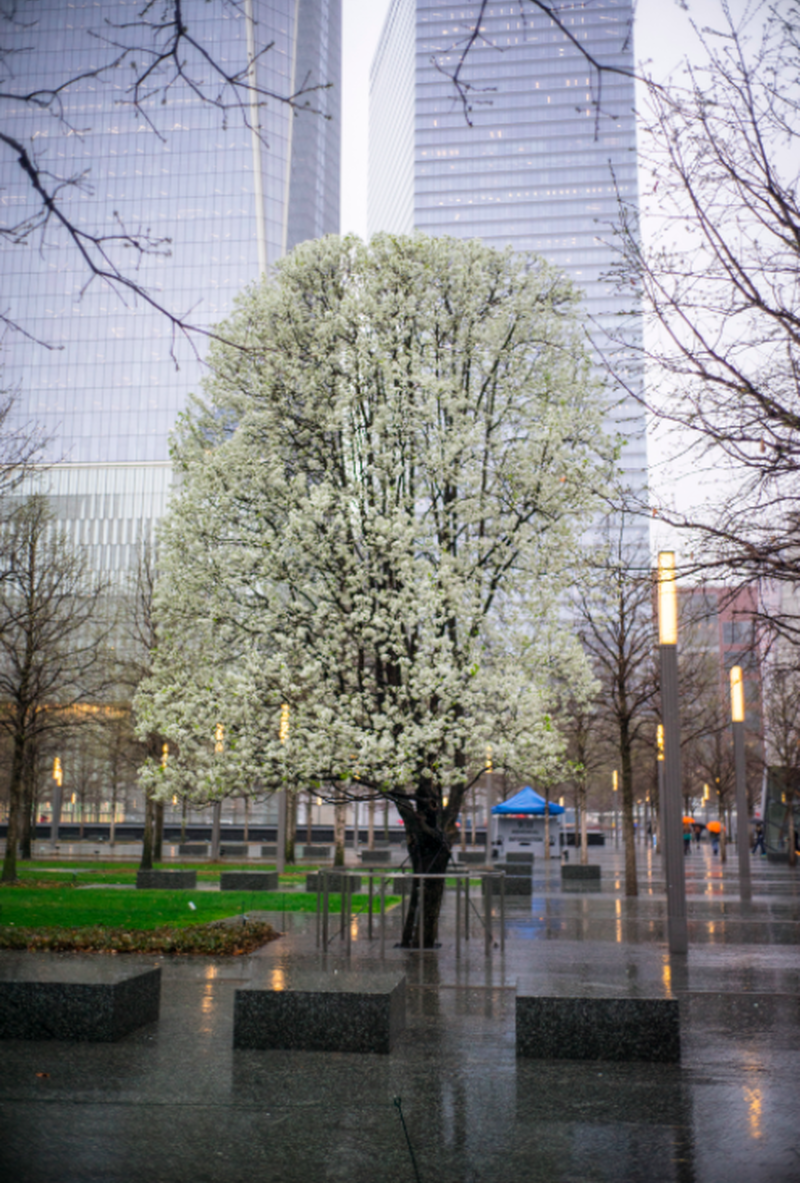 The 9/11 “Survivor Tree” in bloom 🌸🌸 - In Memoriam Sept 11