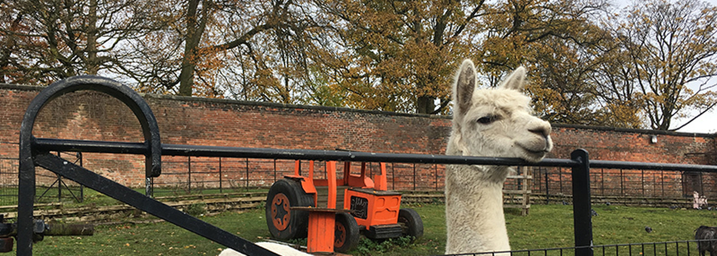 2018 11 20 Beyond The City Prestwich 2018 11 10 Heaton Park Animal Centre Alpaca