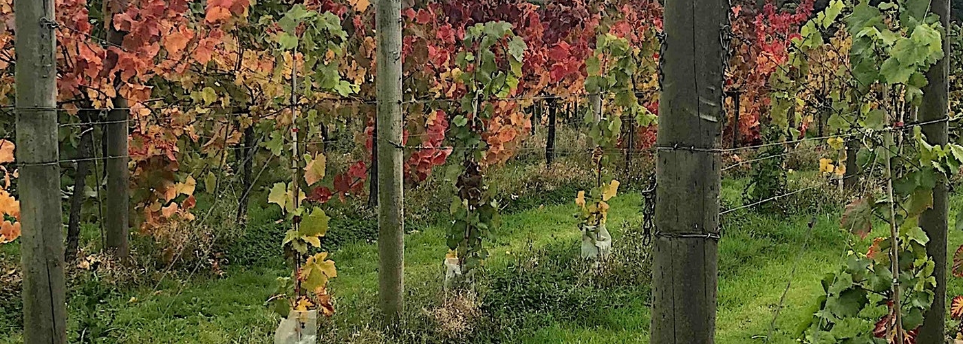 2019 11 28 British Vineyards Sharpham