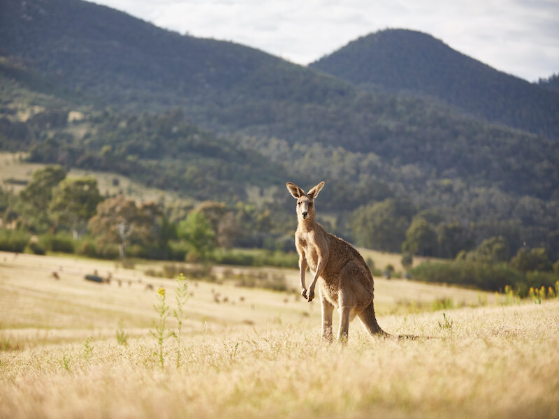 Kangaroo At Tidbinbilla – Stuart Miller