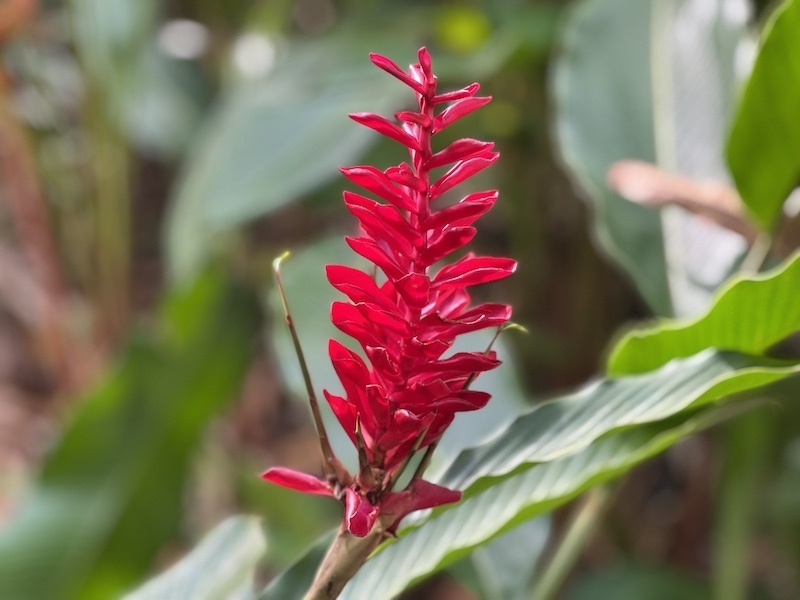 Red Ginger – Rainforest Adventures