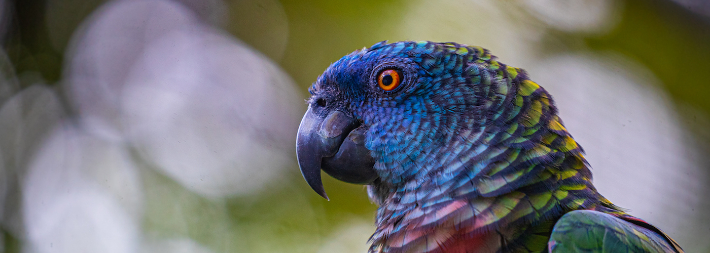 St Lucia Parrot – Rainforest Adventures