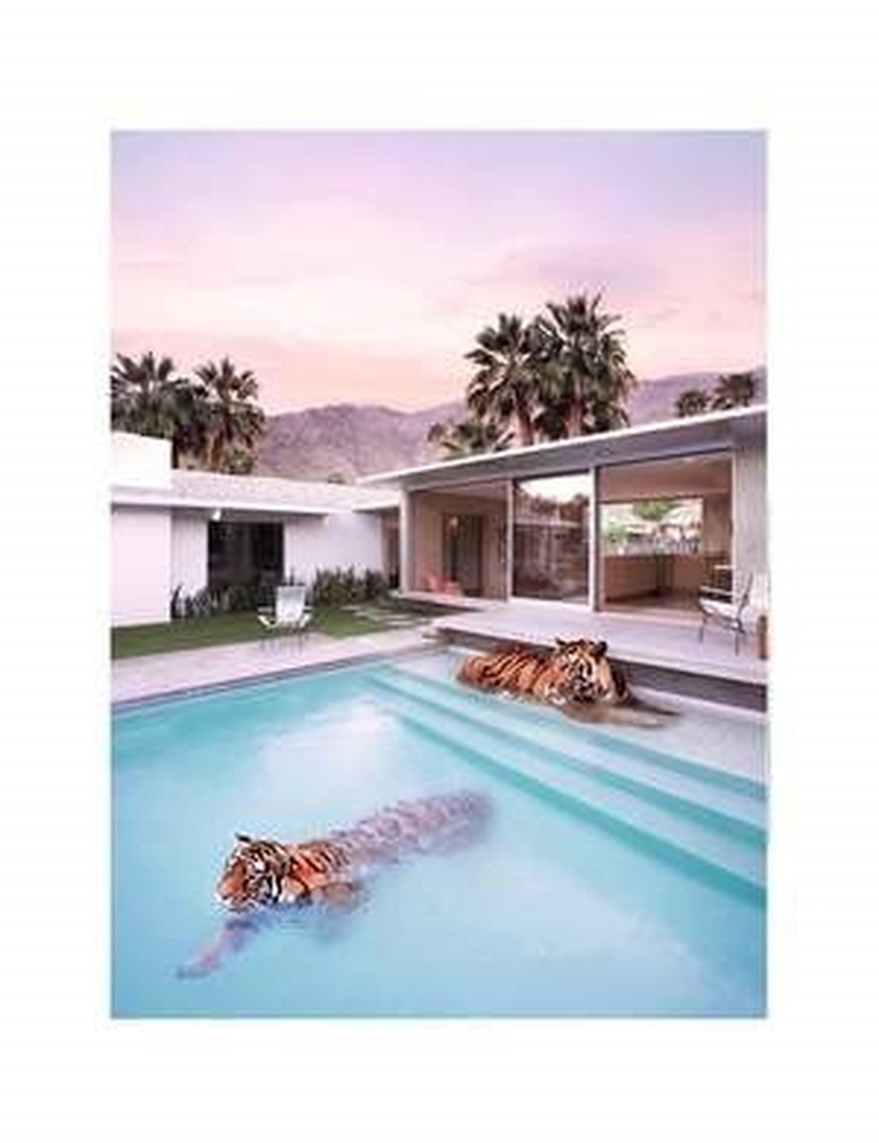Palm Springs Tigers Paul Fuentes Courtesy Of Enter Gallery
