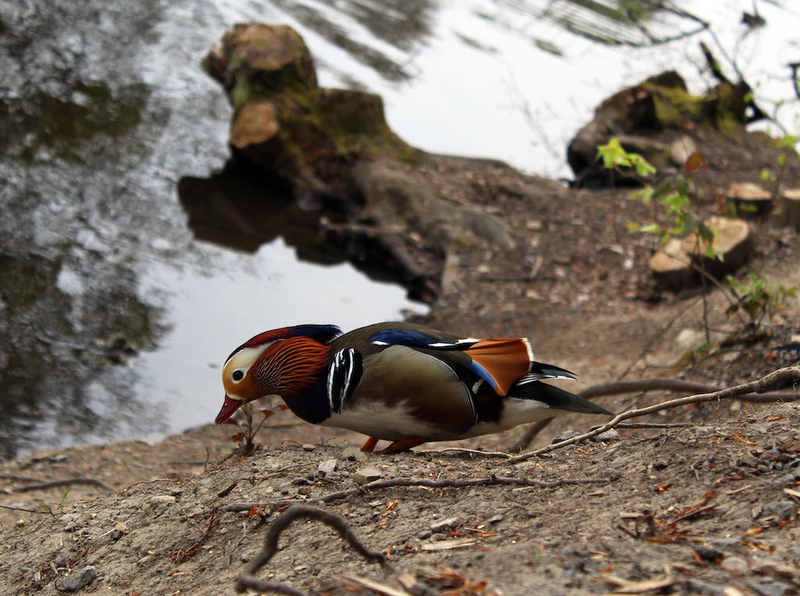 09 05 16 Mandarin Duck At Etherow Country Park