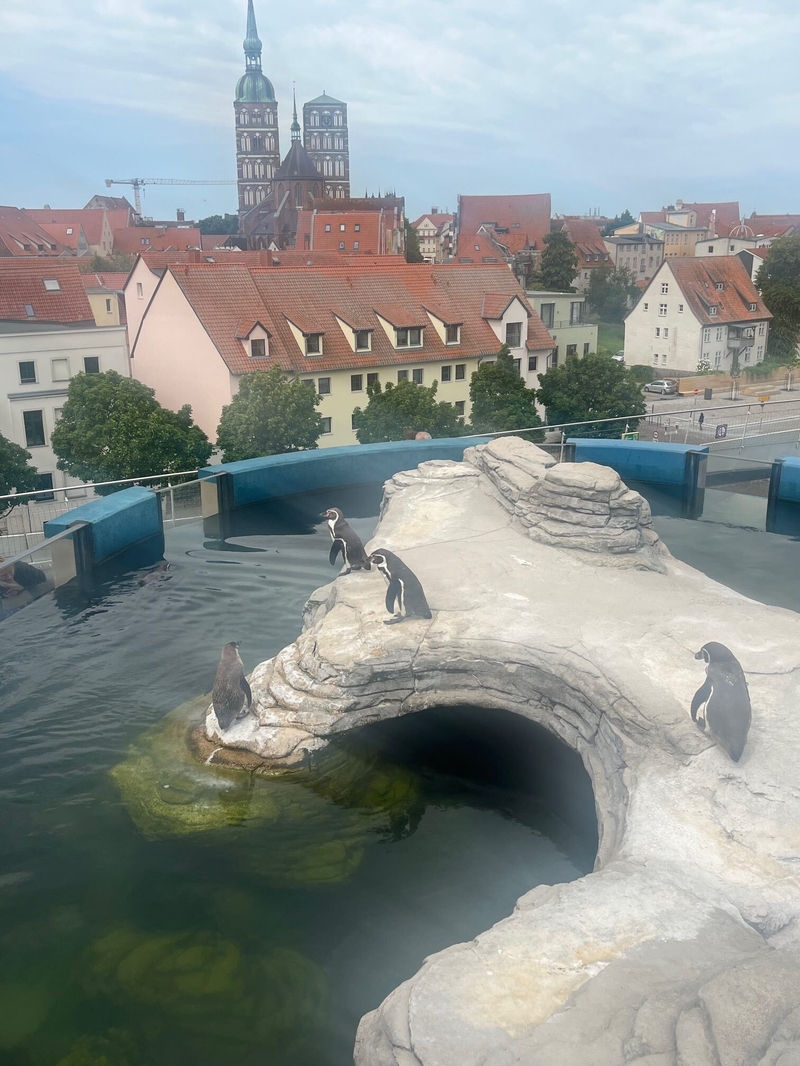 Baltic Rooftop Penguins