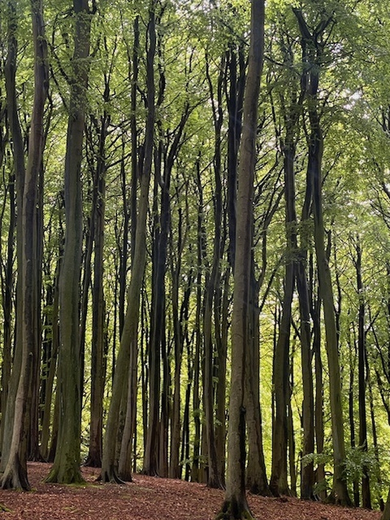 Baltic Beeches