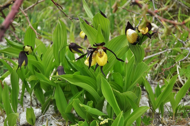 Baltic Ladys Slipper Jasmund National Park