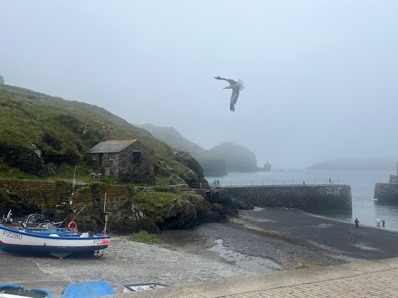 Cornwall Cove With Bird