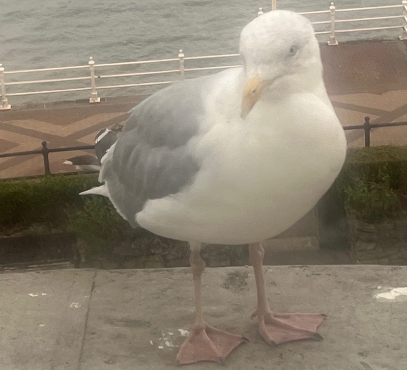 Yorks Attitude Gull