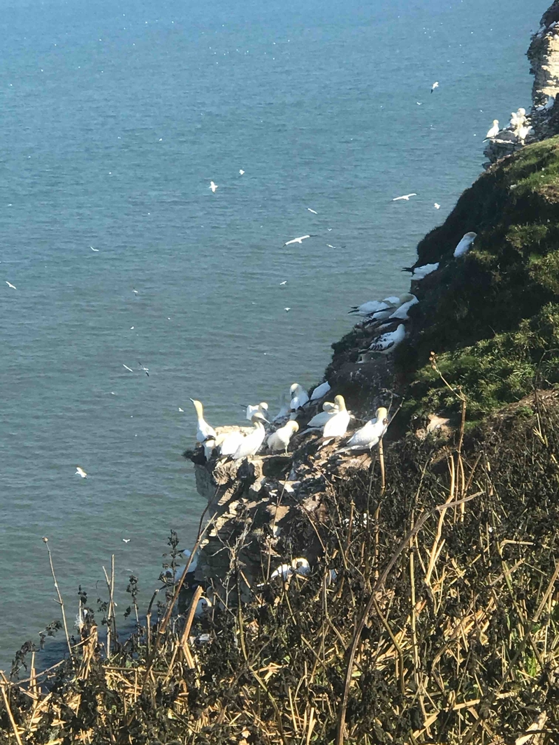 Yorks Bempton Birds