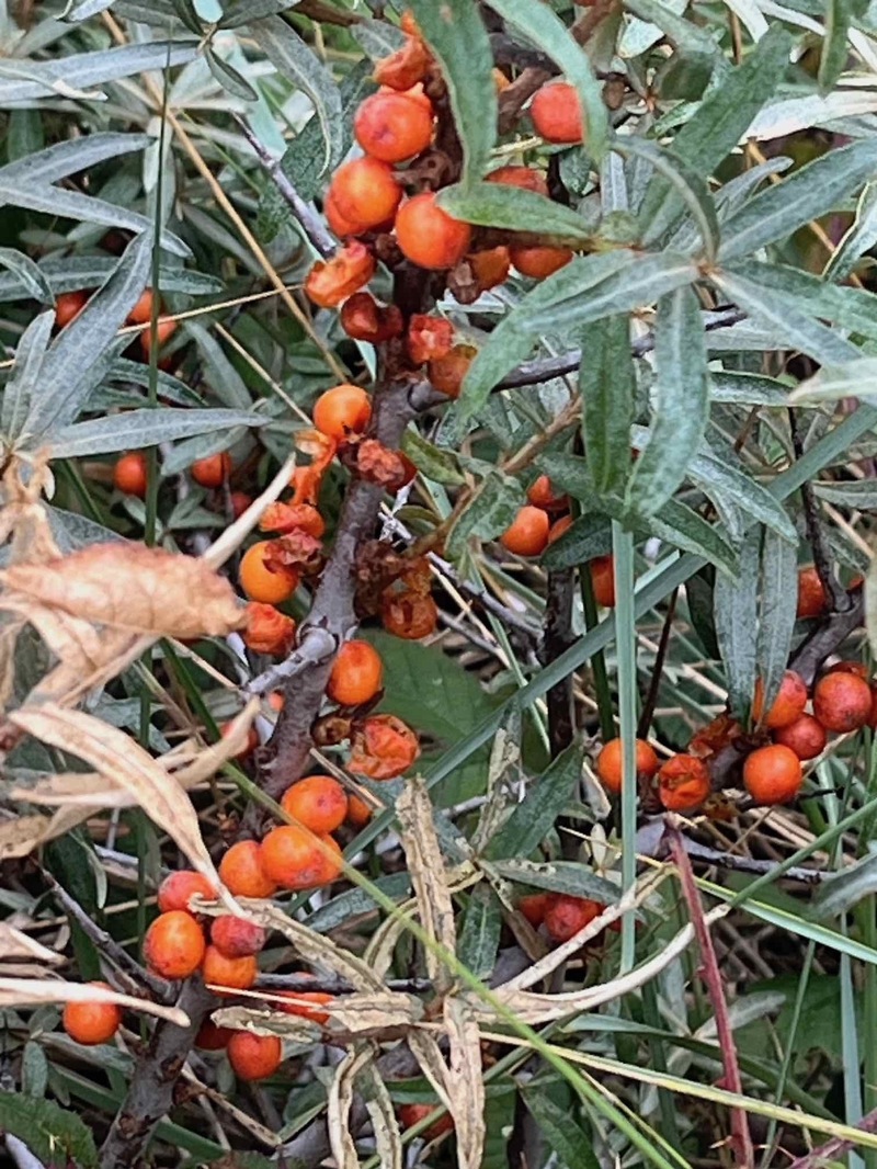 Yorks Sea Buckthorn