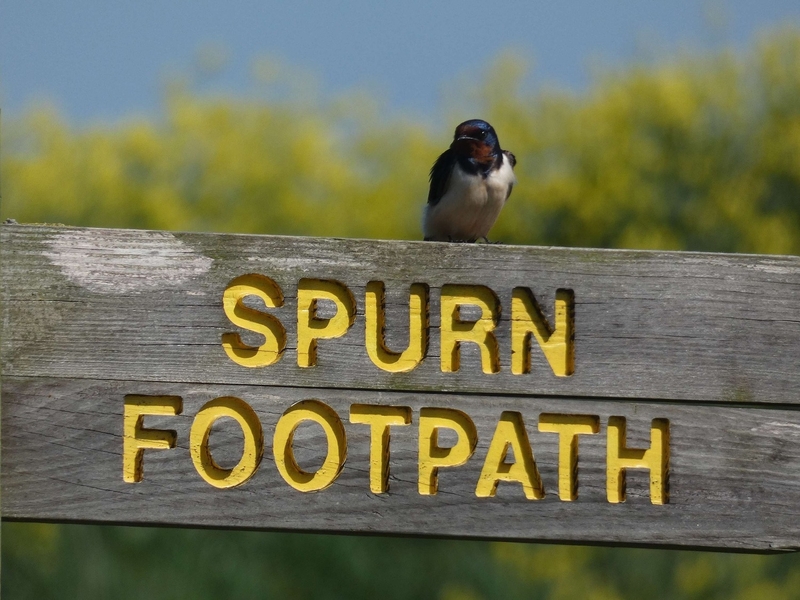 Yorks Spurn Footpath