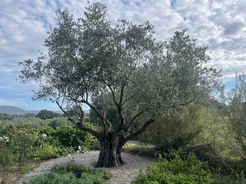 Girona 300 Yr Old Olive Tree