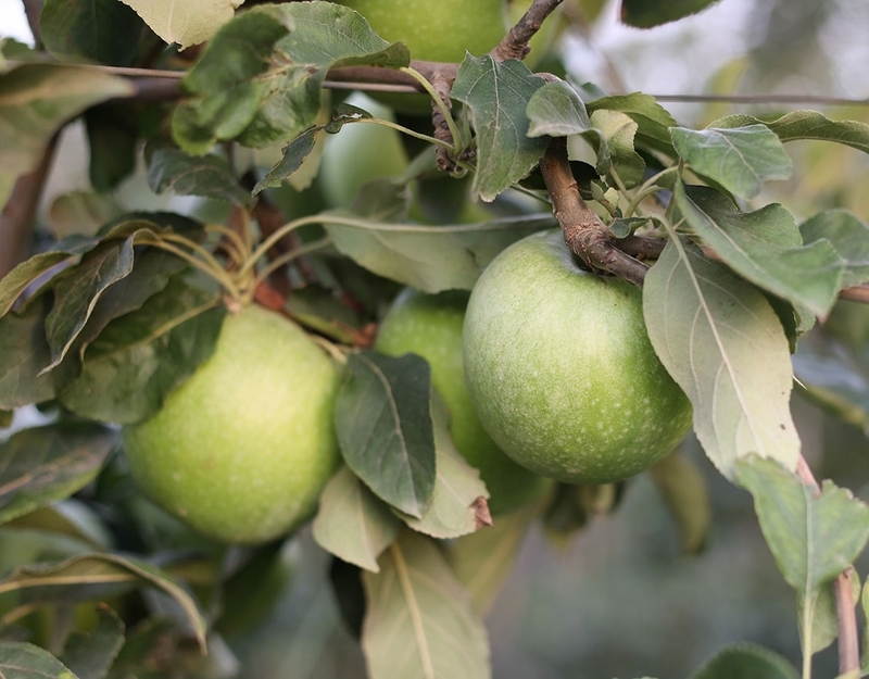 Girona Mooma Apples