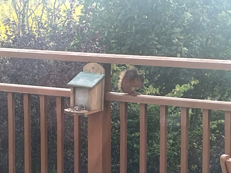 Cottage Action Squirrel