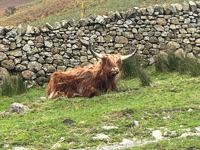 Cottage Bull