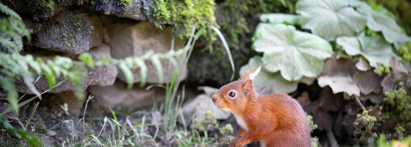 Cottage Squirrel