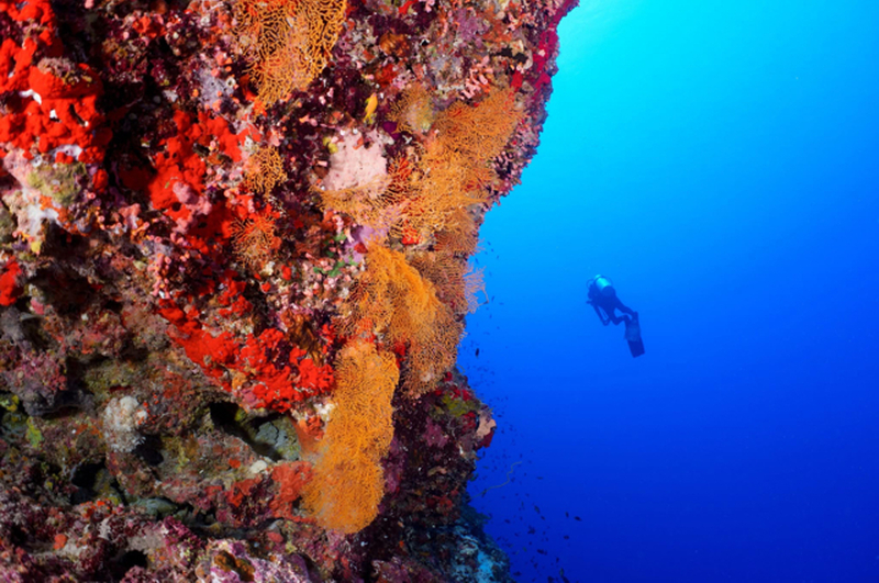 Sangeli Diving Coral