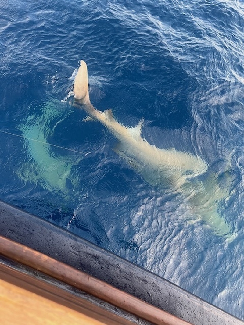 Sangeli Nurse Shark