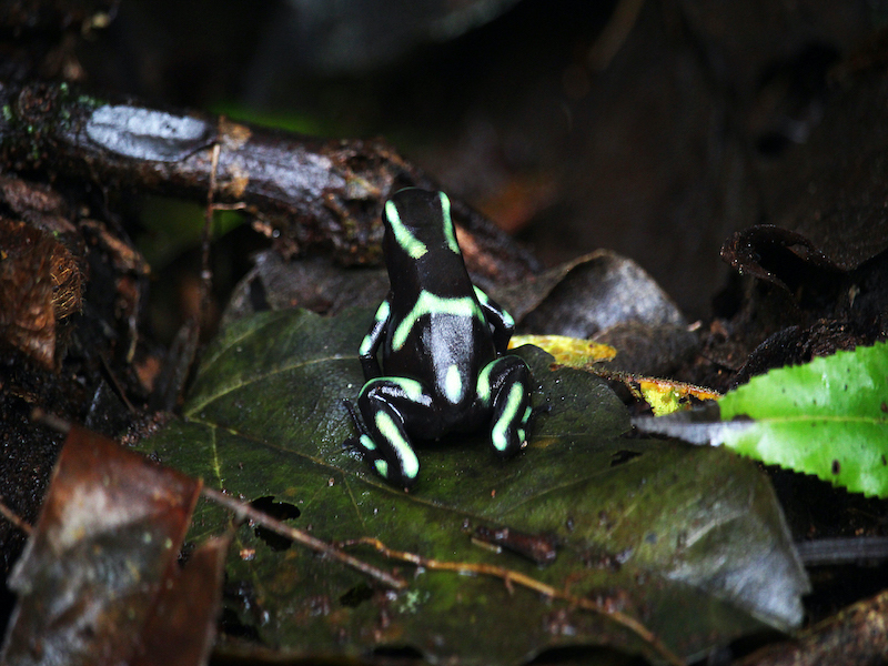 Carara National Park Green Black Poison Dart Frog