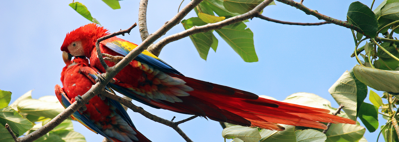 Header – Scarlet Macaws