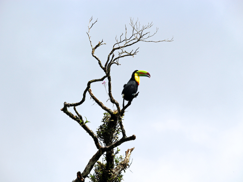 Keel Billed Toucan