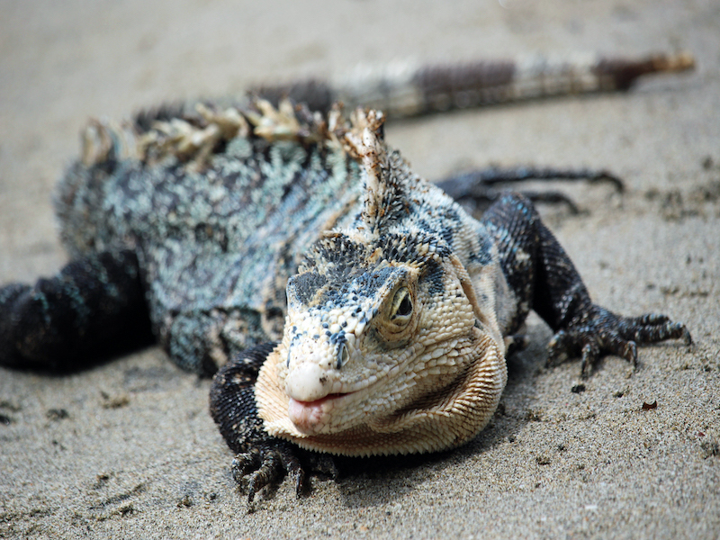 Manuel Antonio National Park Black Iguana