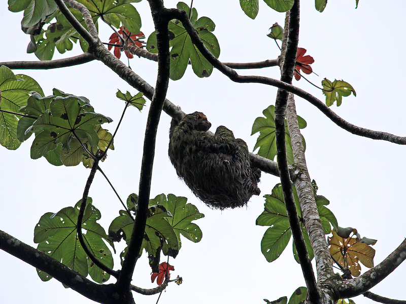 Manuel Antonio National Park Three Toed Sloth