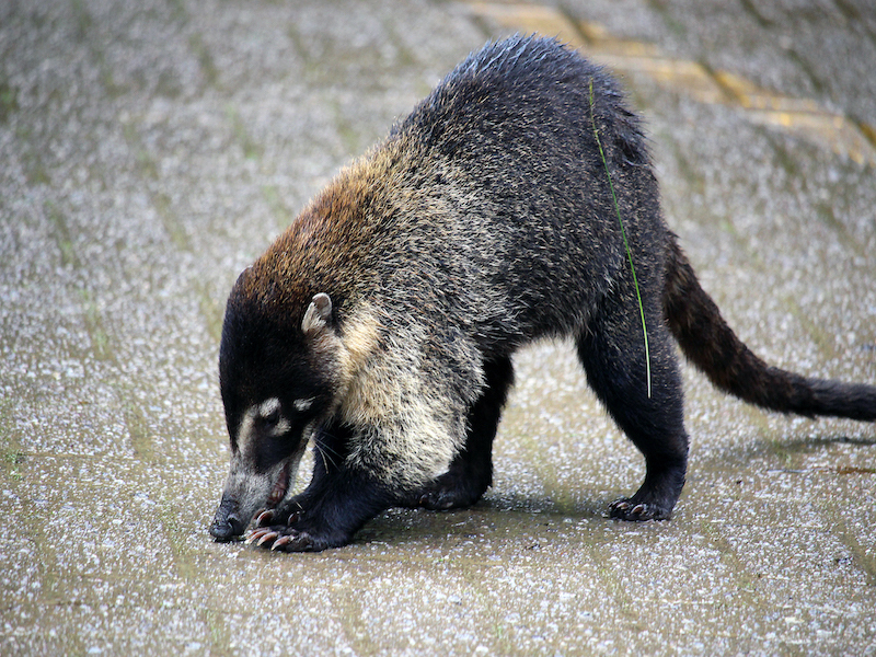 Monteverde Cloud Forest White Nosed Coati