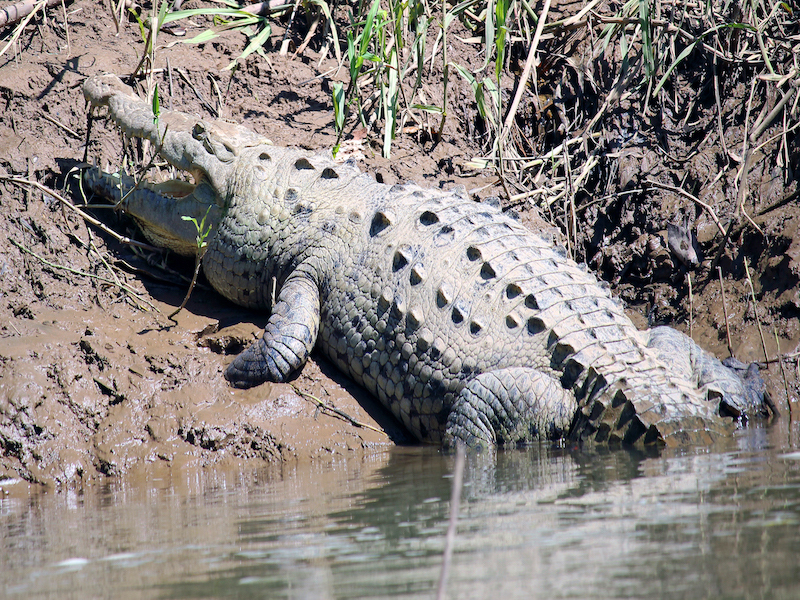 Peñas Blancas River American Crocodile