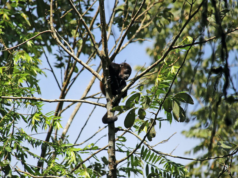 Peñas Blancas River Mantled Howler