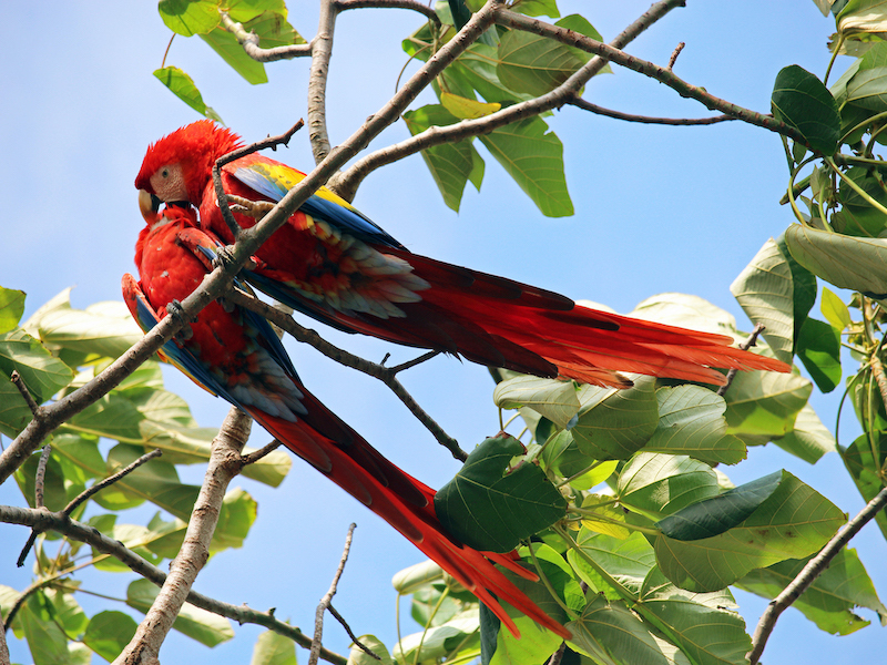 Scarlet Macaws