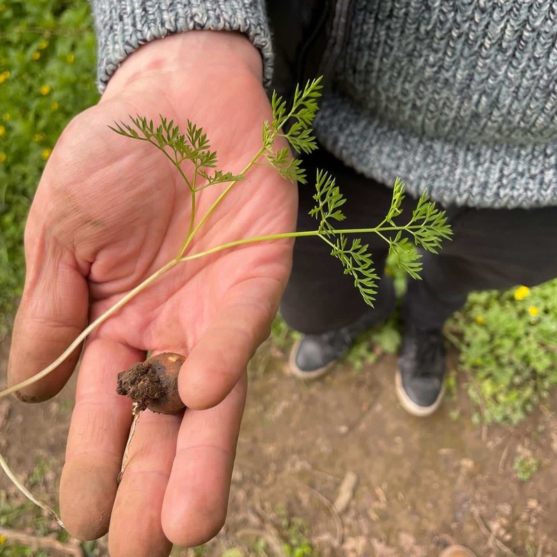 Pig Pignut Root