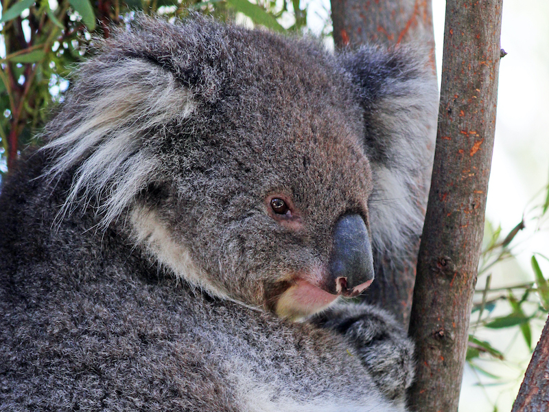 Tidbinbilla Nature Reserve Koala