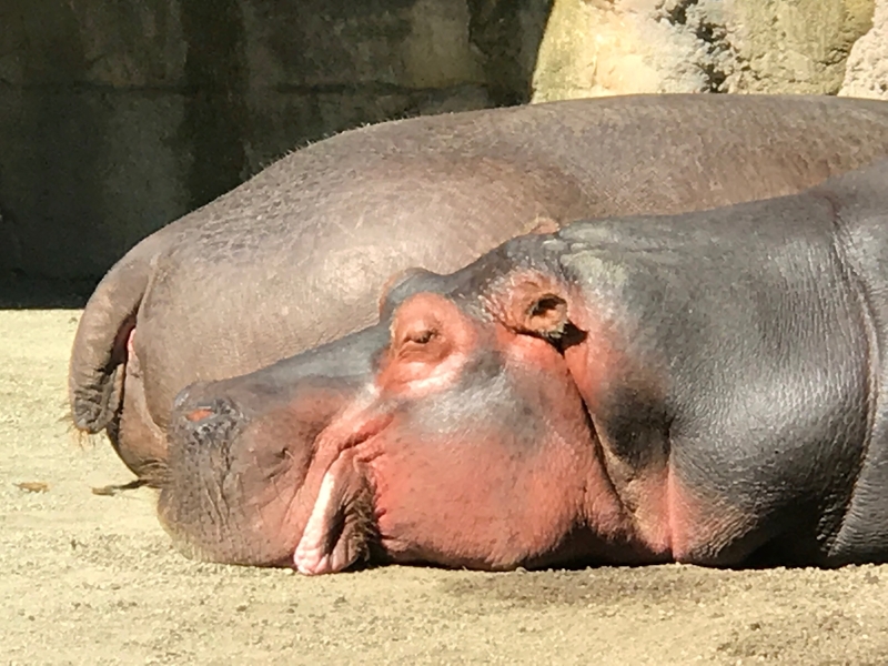 171131 Hippo