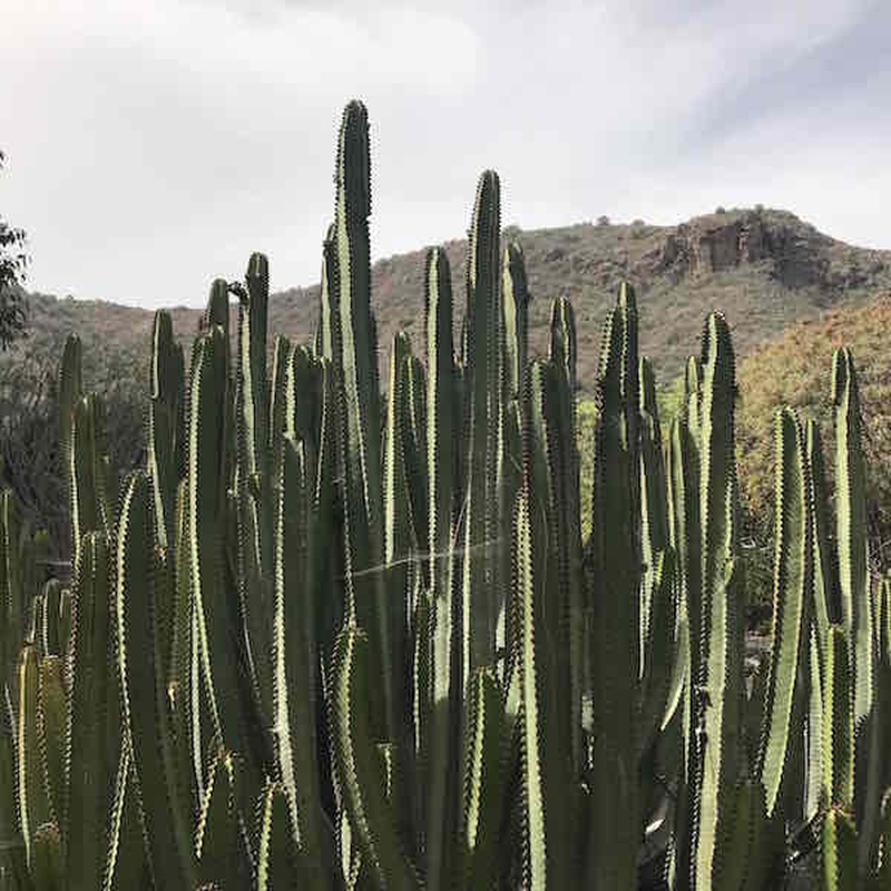 180101 Cactus