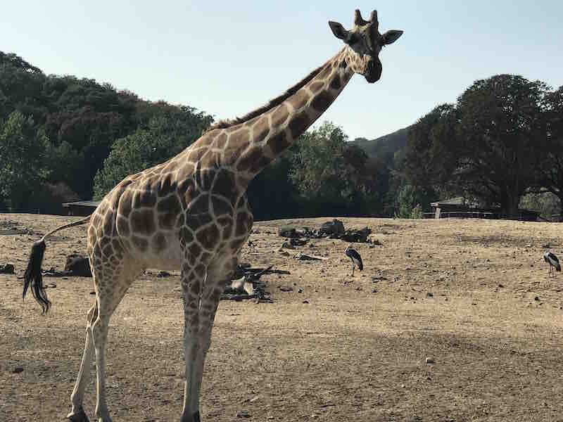 180505 Giraffe