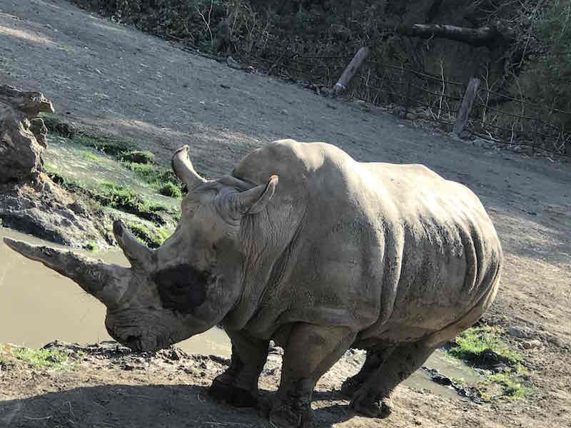 180505 Rhino