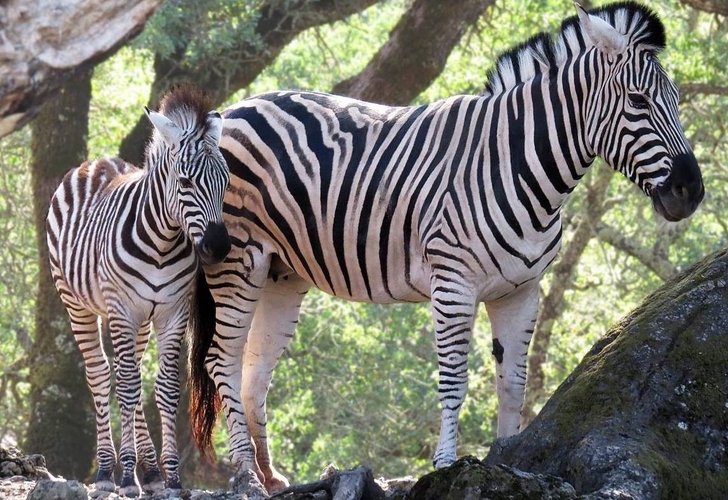 180505 New Zebras