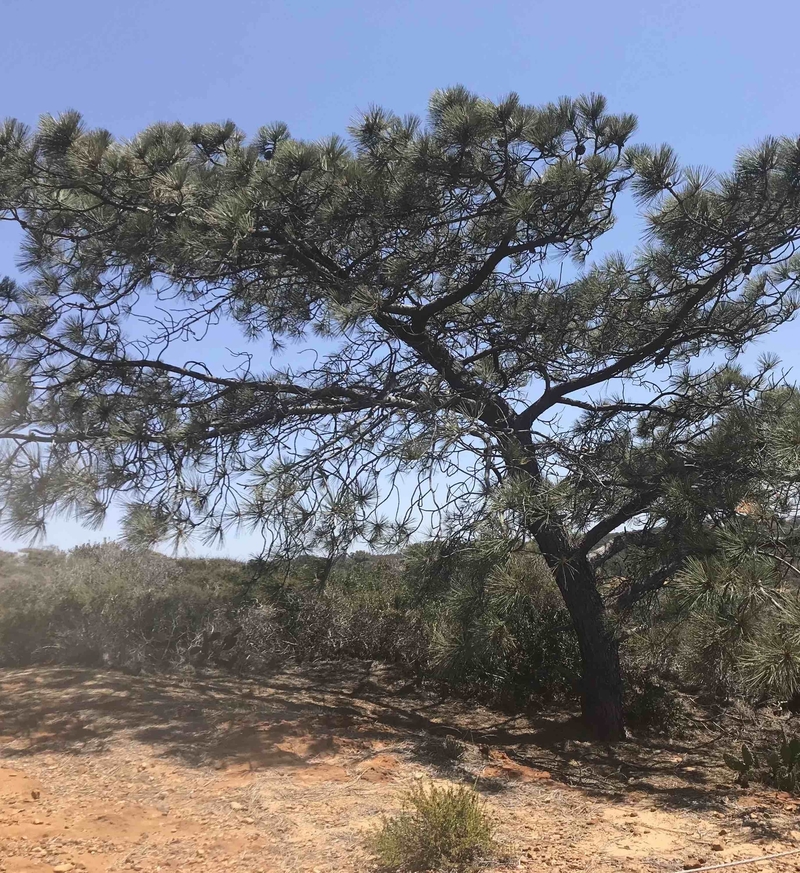 180510 Torrey Pine