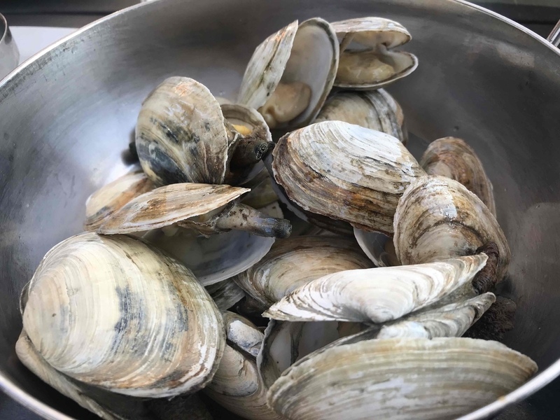 180824 Clams