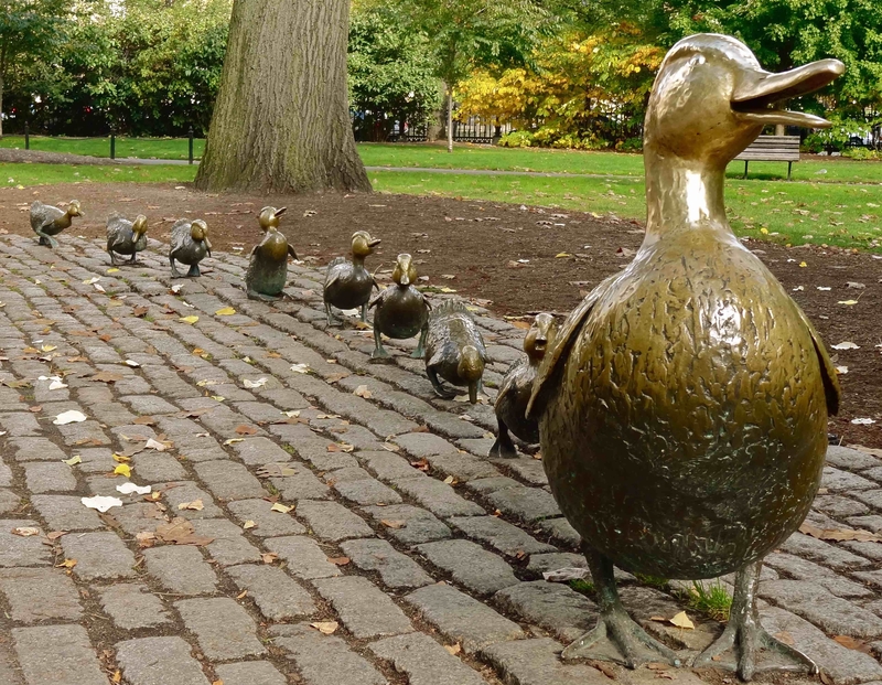 180426 Ducklings