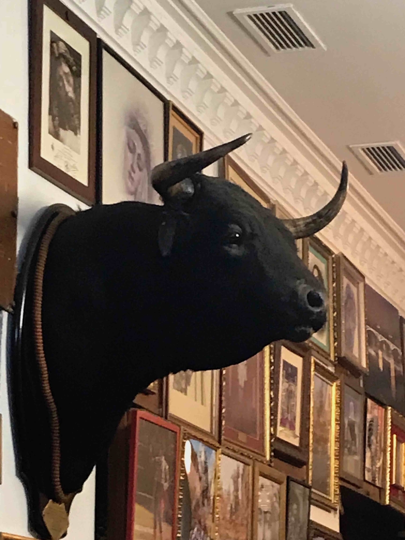 181202 Bull Santa Ana