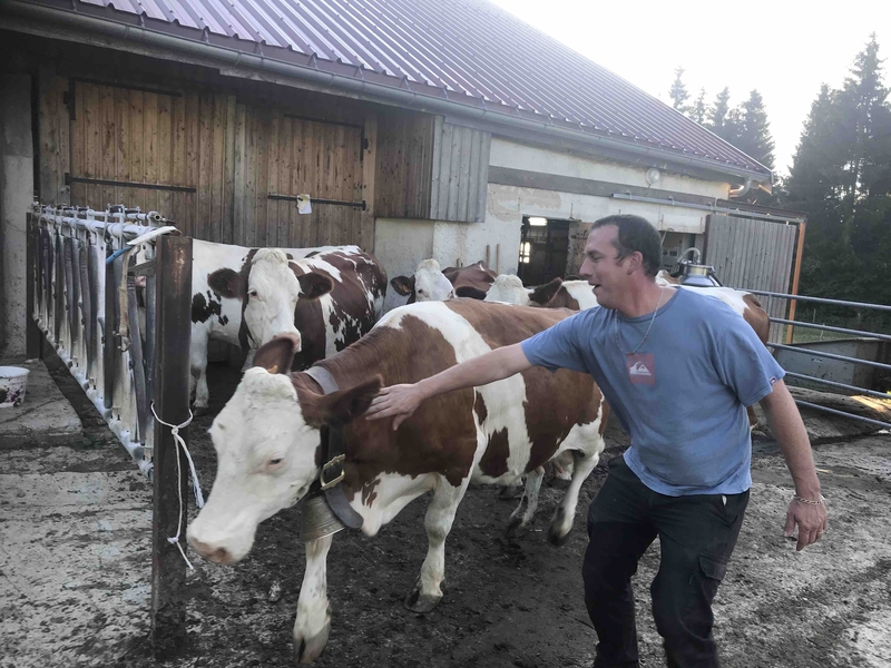 2019 11 10 Jura The Dairy Herd Ferme De Fleurette