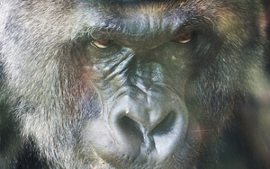 20170904 Spa Satori Gorilla