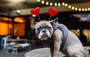 2020 01 27 Hounds Of Love1 2