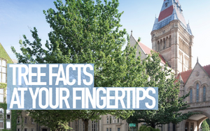 20171810 Tree Facts Thom Thumbnail 2