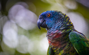 St Lucia Parrot – Rainforest Adventures