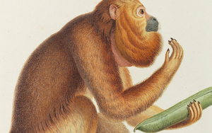 2020 05 11 Portico Library Header